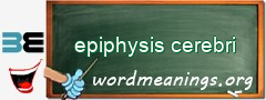 WordMeaning blackboard for epiphysis cerebri